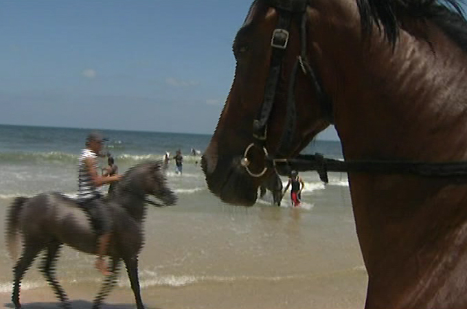 Gaza horse riding club