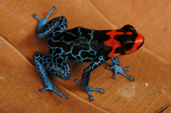 Ranitomeya amazonica frog