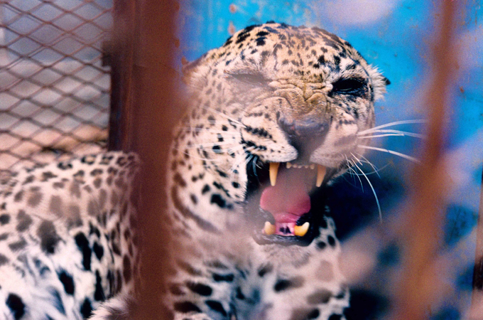 Yemen. Sana''a. Arabian leopard ''Arnold'' in Tahrir Square - april 1994 - saving the leopard - witness