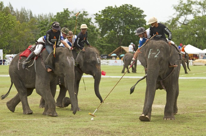 Elephant polo in Thailand