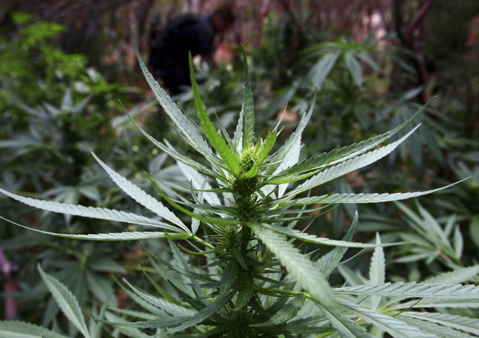 US Marijuana legalisation