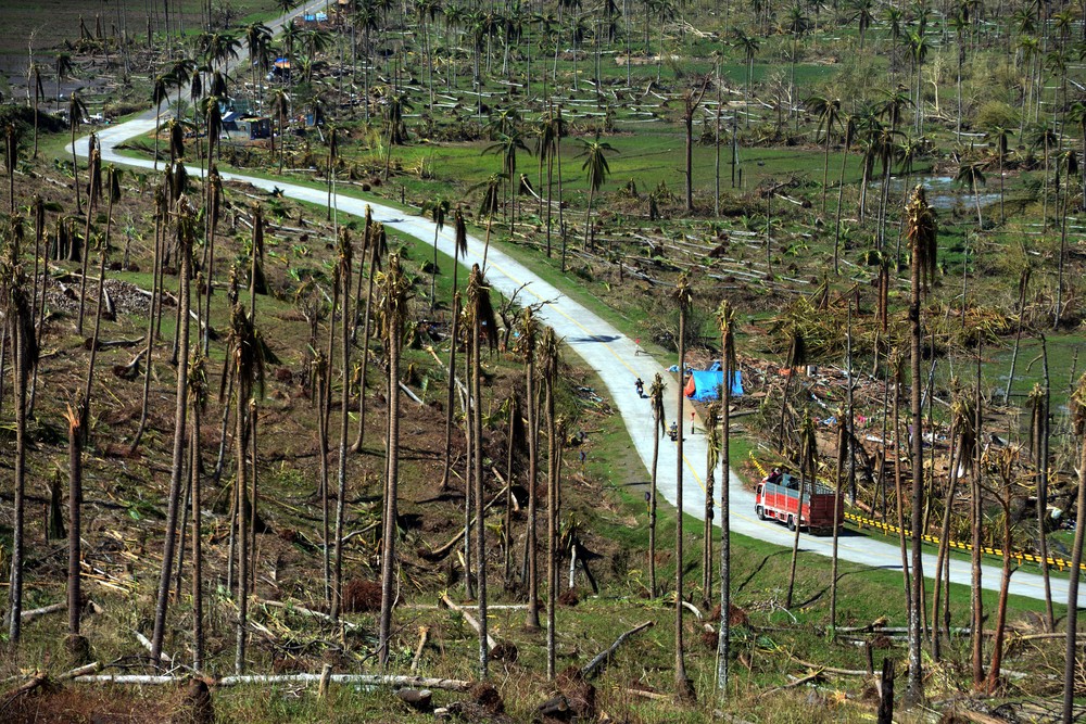 A truck passes among dead coconut trees destroyed by Typhoon Bopha. The typhoon, which hit on December 4, has caused major damage to infrastructure and agriculture in the southern Philippines. 