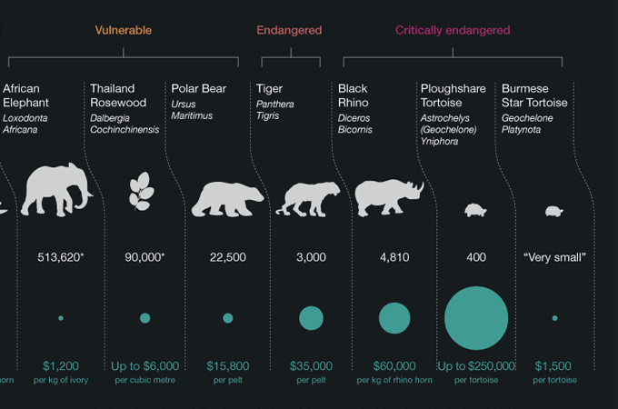 CITES infographic still