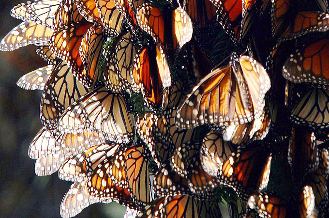 monarch
