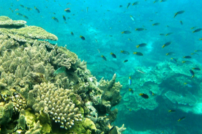 Australia reef