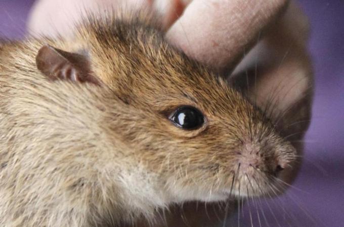 A man displays a rat to be slaughtered for sale at in Canh Nau village
