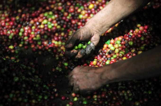 NICARAGUA-COFFEE-BLIGHT-ROYA