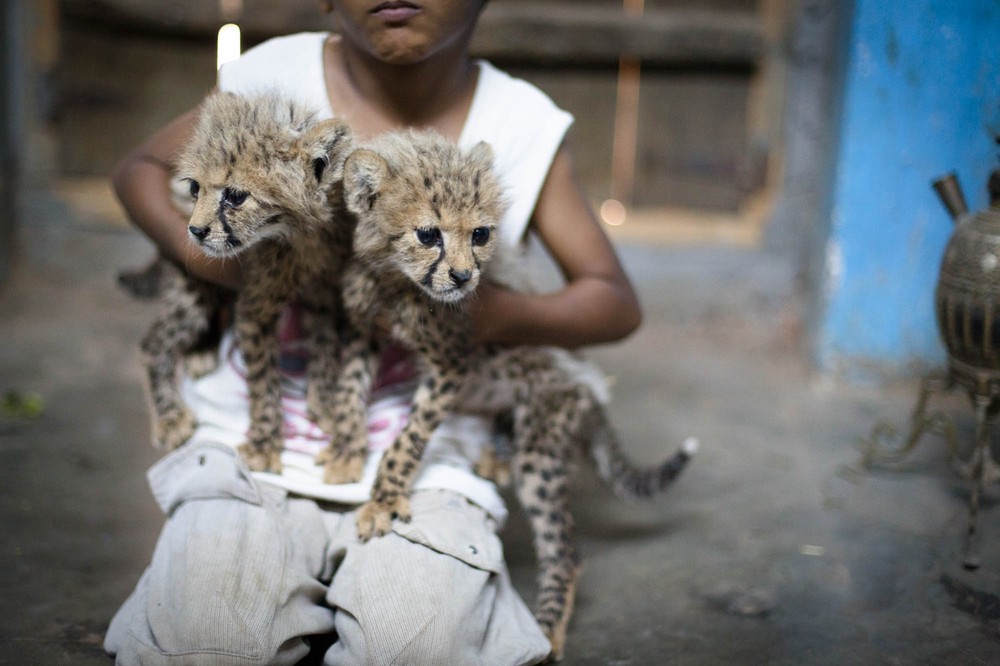 Photo Gallery: Yemen: Arabia's Wildlife Hypermarket