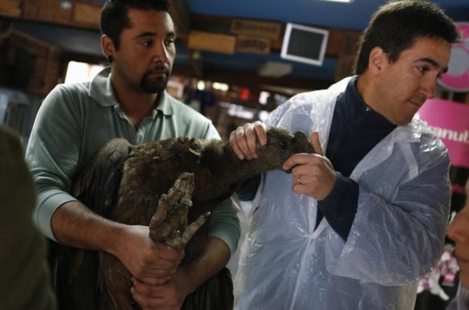 Veterinarians hold an Andean Condor, one of the world''s biggest flying birds, at a veterinary hospital in Los Andes, approximately 80 km (50 miles) north of Santiago