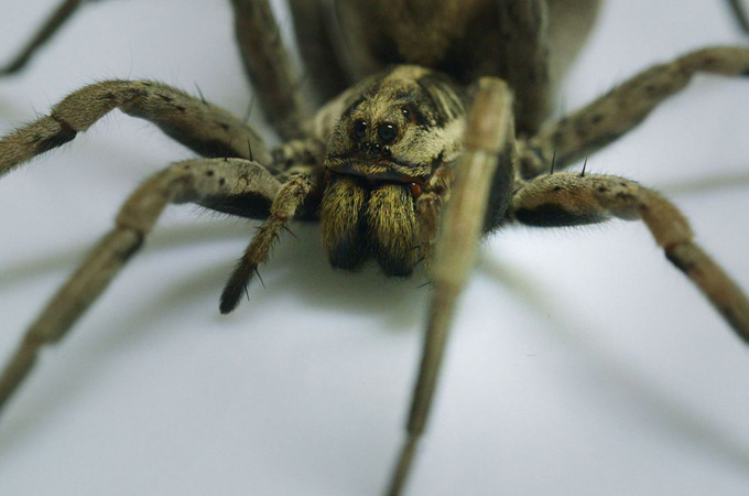 The Cure - Episode 7 - Venom Hunters