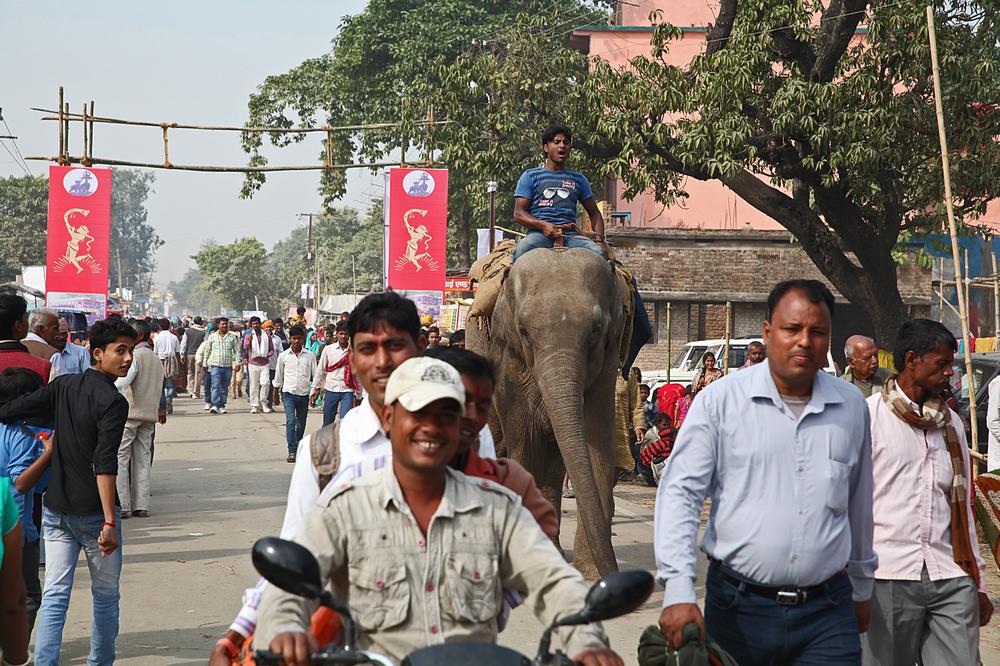 <p>An elephant arrives, along with thousands of visitors, at the Sonepur animal fair in the eastern Indian state of Bihar. </p>
