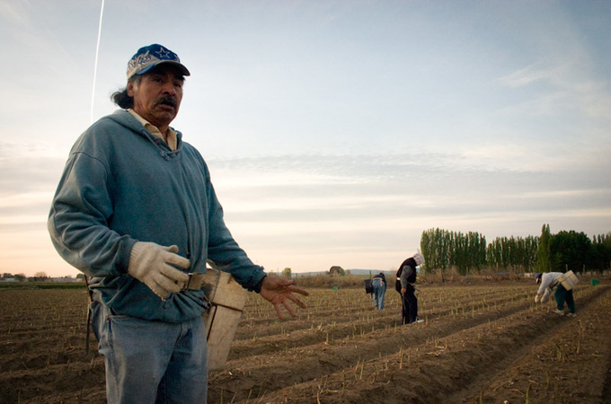 Immigrant farm labourers harvest asparagus in Sunnyside, Washington [Alex Stonehill/The Seattle Globalist]