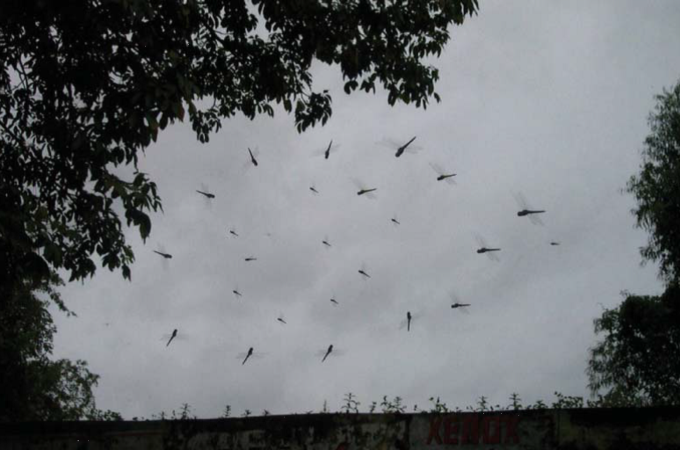 Folk wisdom says dragon flies swarm a couple of hours before rainfall [Al Jazeera]