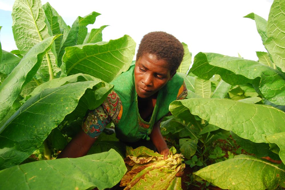 <p>Ireen Kameta plucks the mature leaves at her tobacco field. It is estimated that more than 80 percent of Malawians are directly or indirectly employed by the tobacco industry.</p>