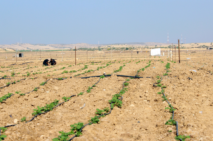 Israeli restrictions on farming in Gaza border areas have affected 113,000 Palestinians [Lena Odgaard/Al Jazeera]