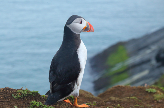 Thousands of puffins live on Skomer Island, off the southwestern coast of Wales [Vijay Bedi/Al Jazeera]