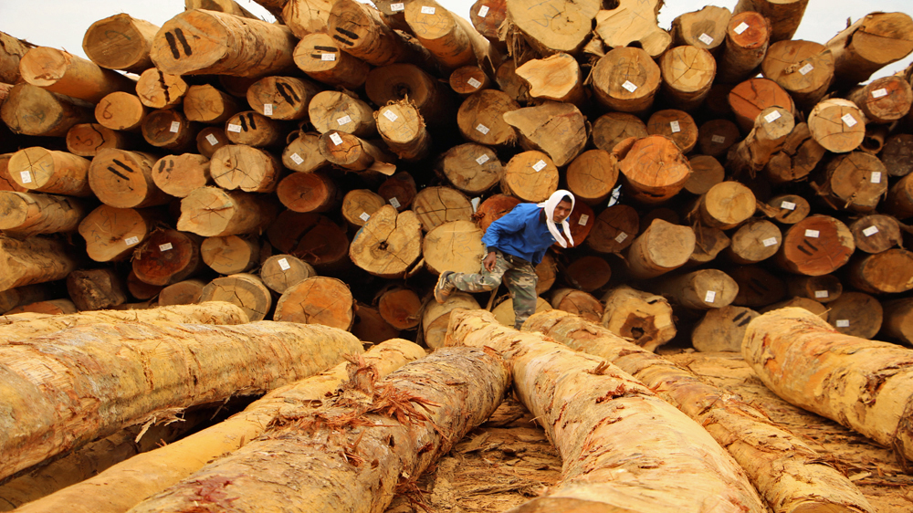Timber harvested in Malaysia