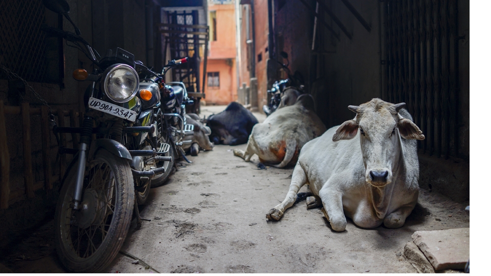 India cows