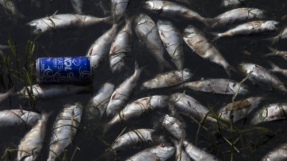 Scientists had earlier confirmed presence of bacteria resistant to antibiotics in waters where Olympic sailing event will be held [AP]