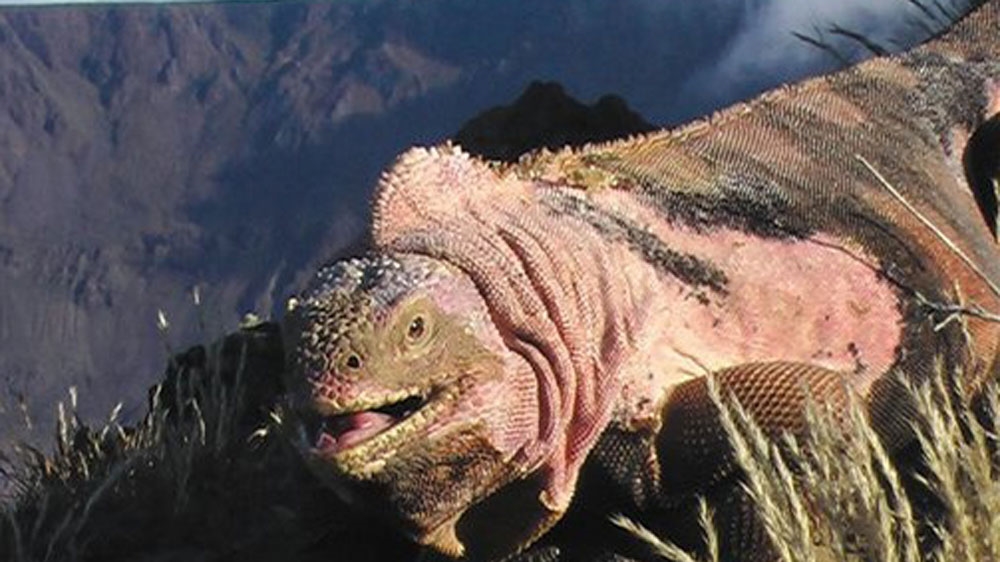The mountain is home to the only population of pink iguanas in the world [File: Gabriele Gentile] 