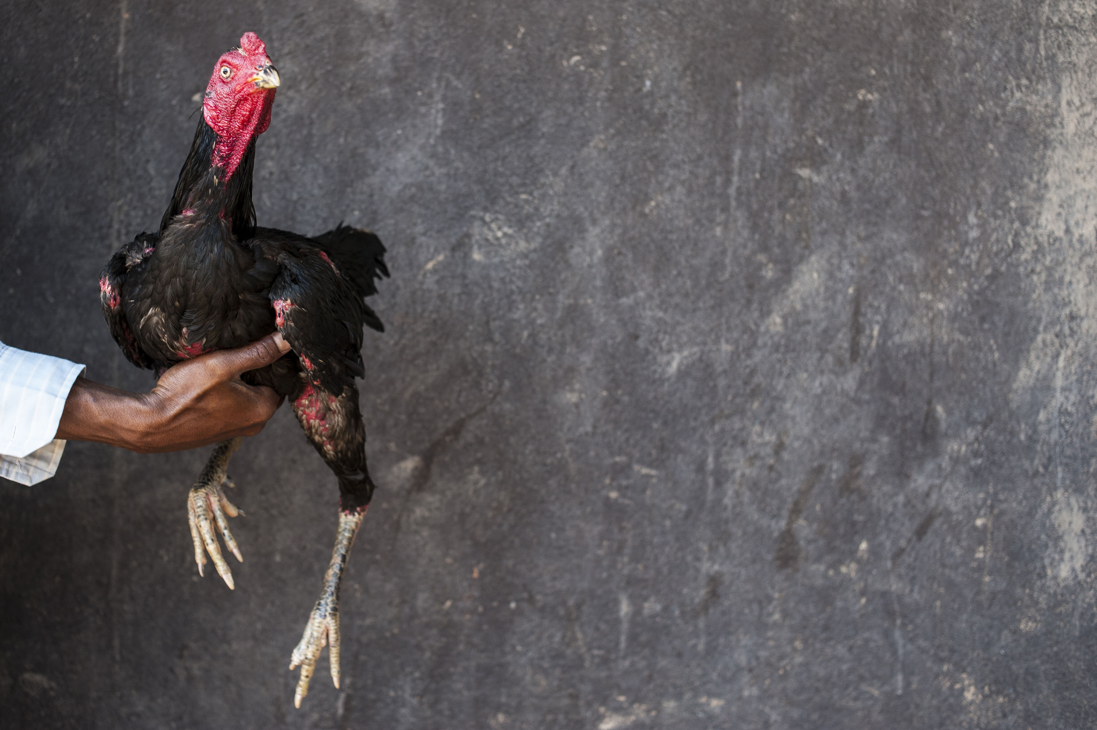 cockfighting in Madagascar/ DO NOT USE/ RESTRICTED