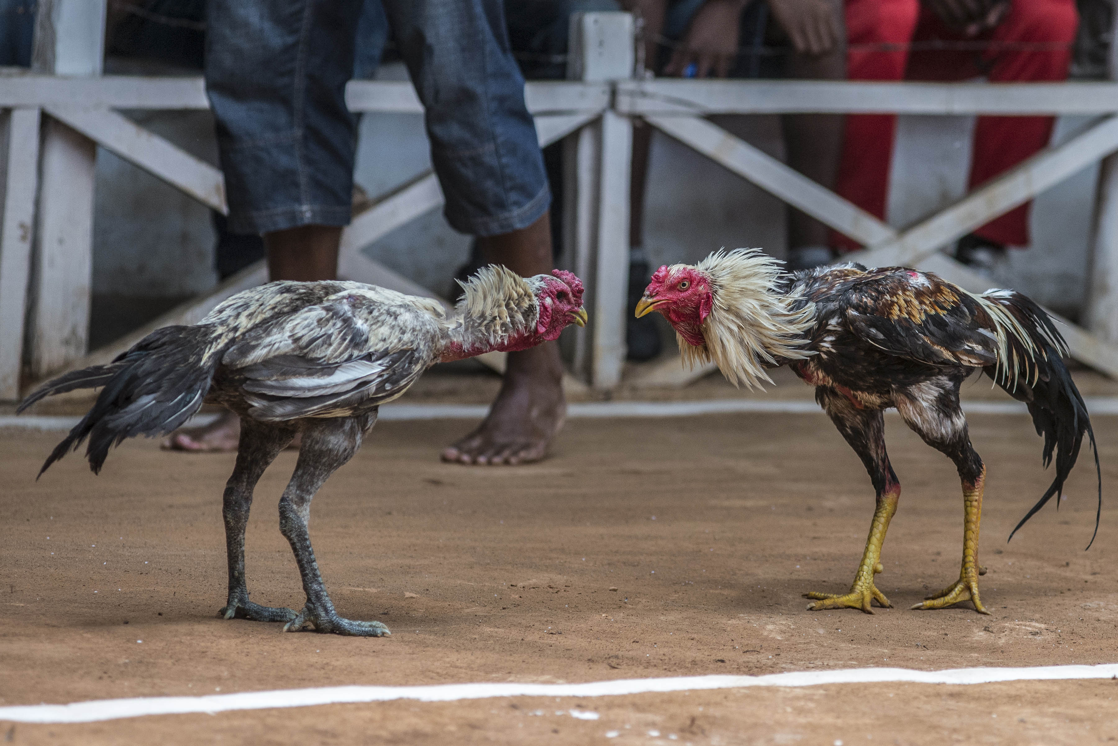cockfighting in Madagascar/ DO NOT USE/ RESTRICTED