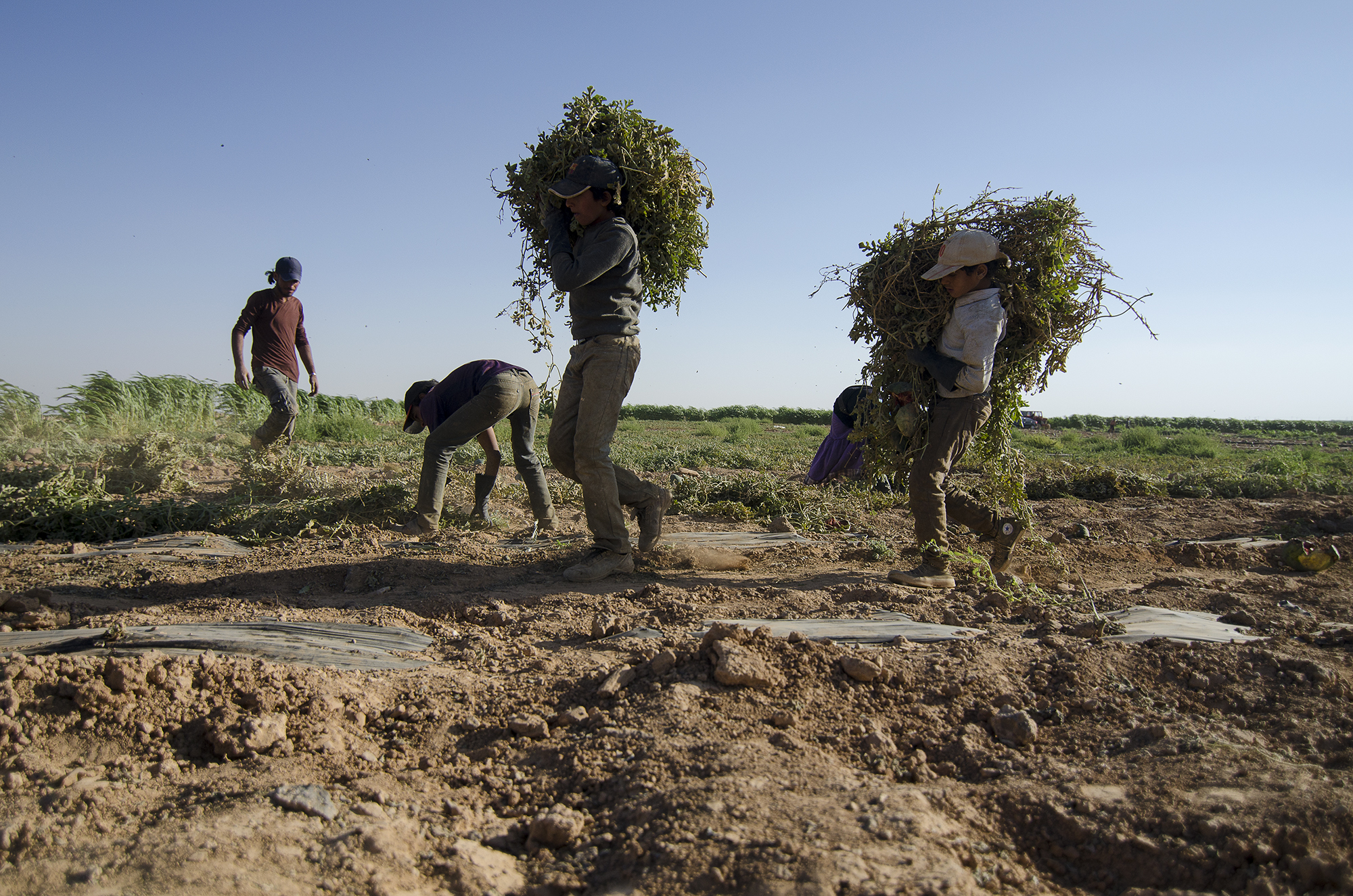 Syrian beduin refugees/ DO NOT USE/ RESTRICTED