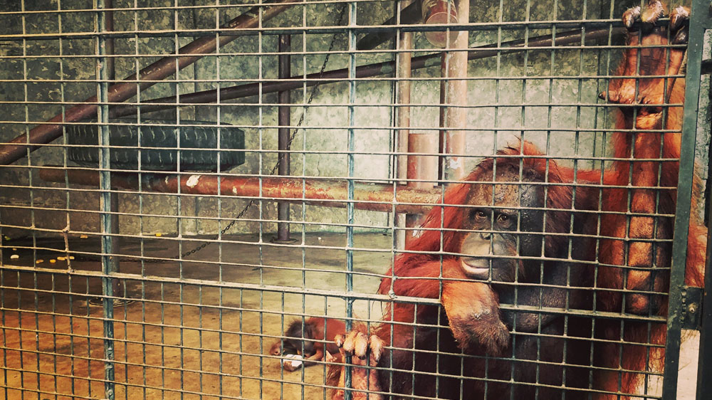 Saving Thailand''s Animals