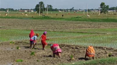 Farm workers in Morang district are worried about their crop [Anurag Acharya/Al Jazeera]