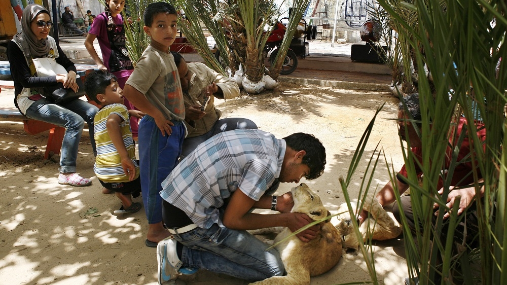 An animal welfare organisation condemned the zoo's decision to sell its lion cubs to a resident [Silvia Boarini/Al Jazeera]