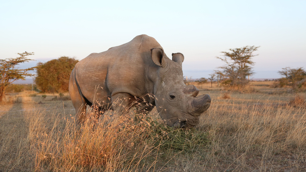 Sudan, 42, has his horn regularly filed down to make him less attractive to poachers [Hannah McNeish/Al Jazeera]