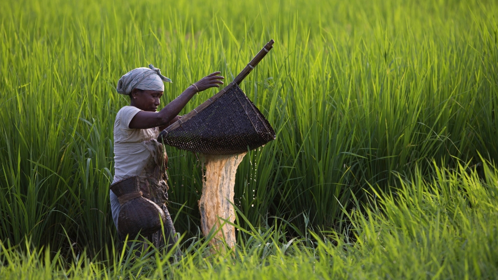An Indian woman fishe