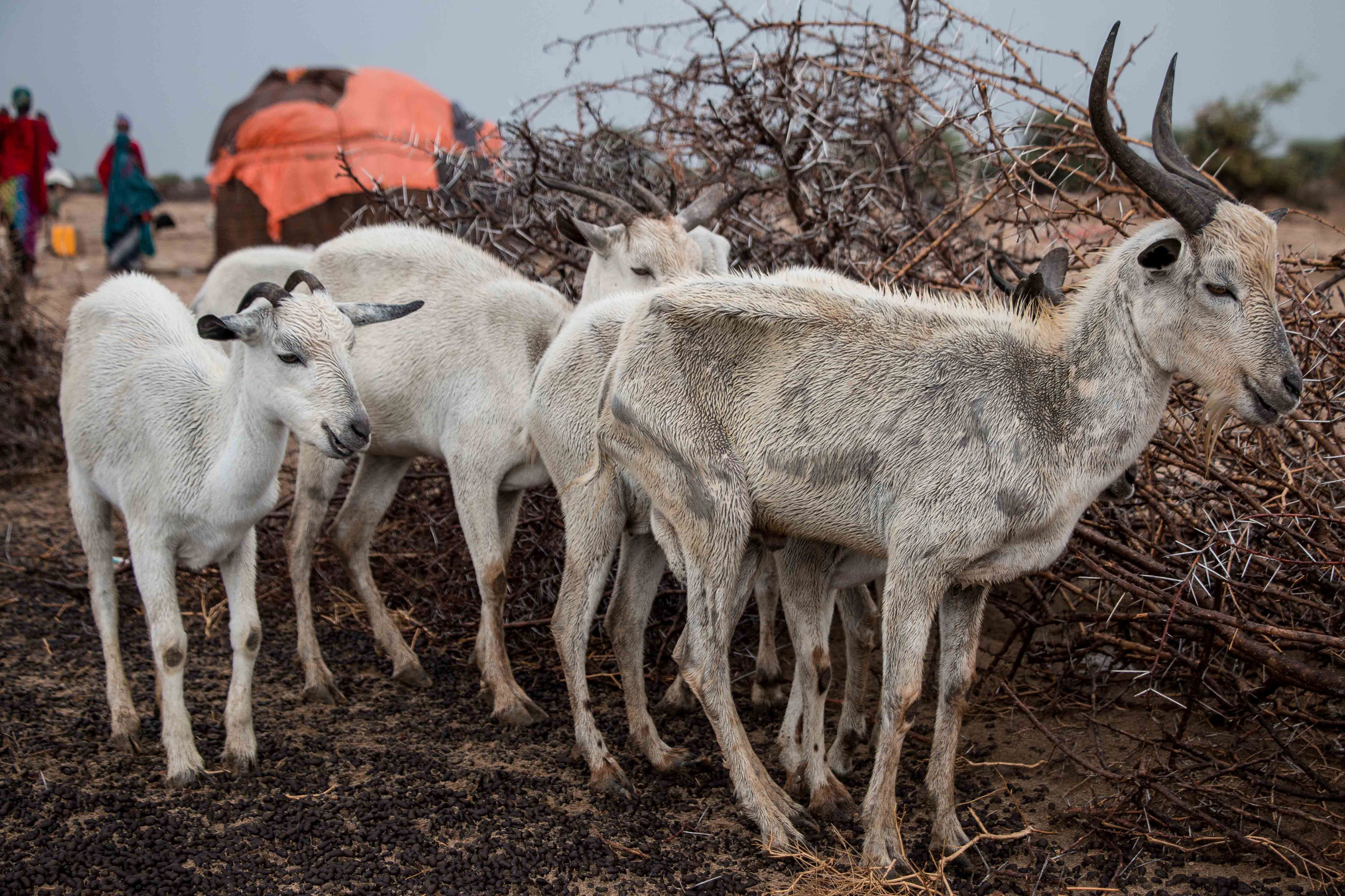 Please Do Not Use/ Somaliland