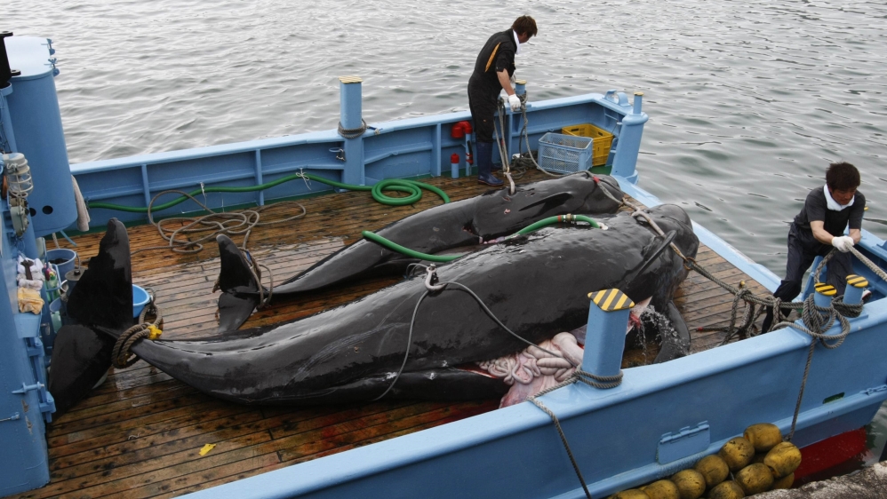File photo of captured short-finned pilot whales on the deck of a whaling ship at Taiji Port in Japan''s oldest whaling village of Taiji