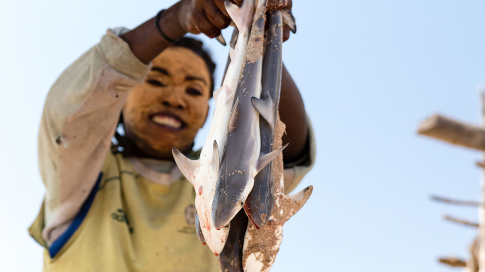 Catching pregnant sharks is taboo, but this community cannot afford to discriminate [Garth Cripps/Al Jazeera]