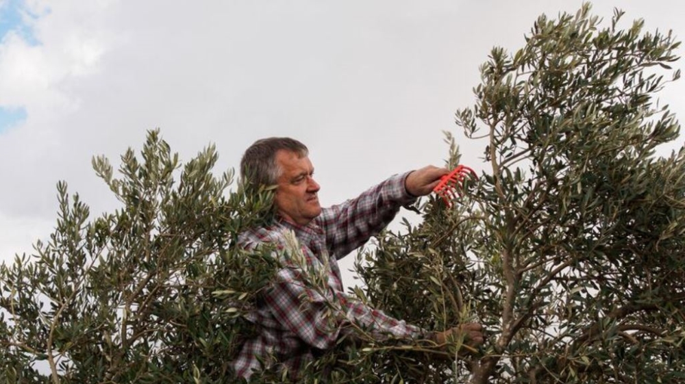 Each year, hundreds of international, Palestinian and Israeli volunteers take to the fields to protect farmers from violence by radical settlers [Lazar Simeonov/Al Jazeera]