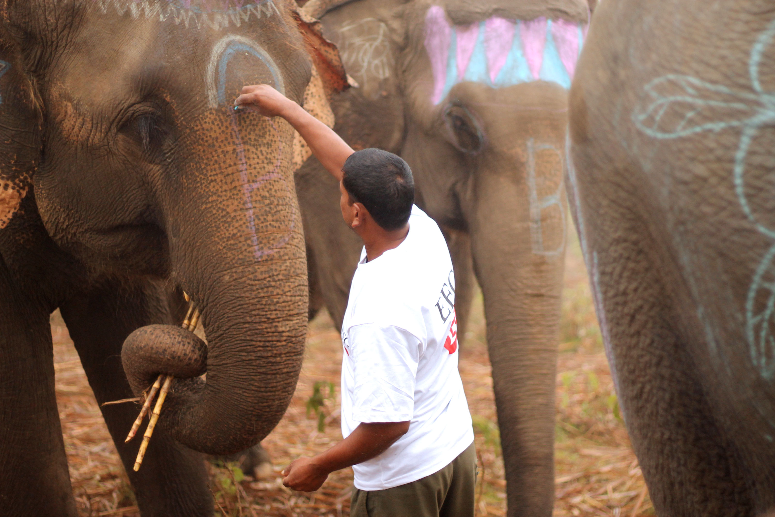 WORLD ELEPHANT POLO/ Please Do Not Use