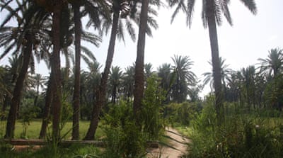 In the large oasis of Chenini to the west of Gabes, there is less water and more plant diseases than in the past [Thessa Lageman/Al Jazeera]