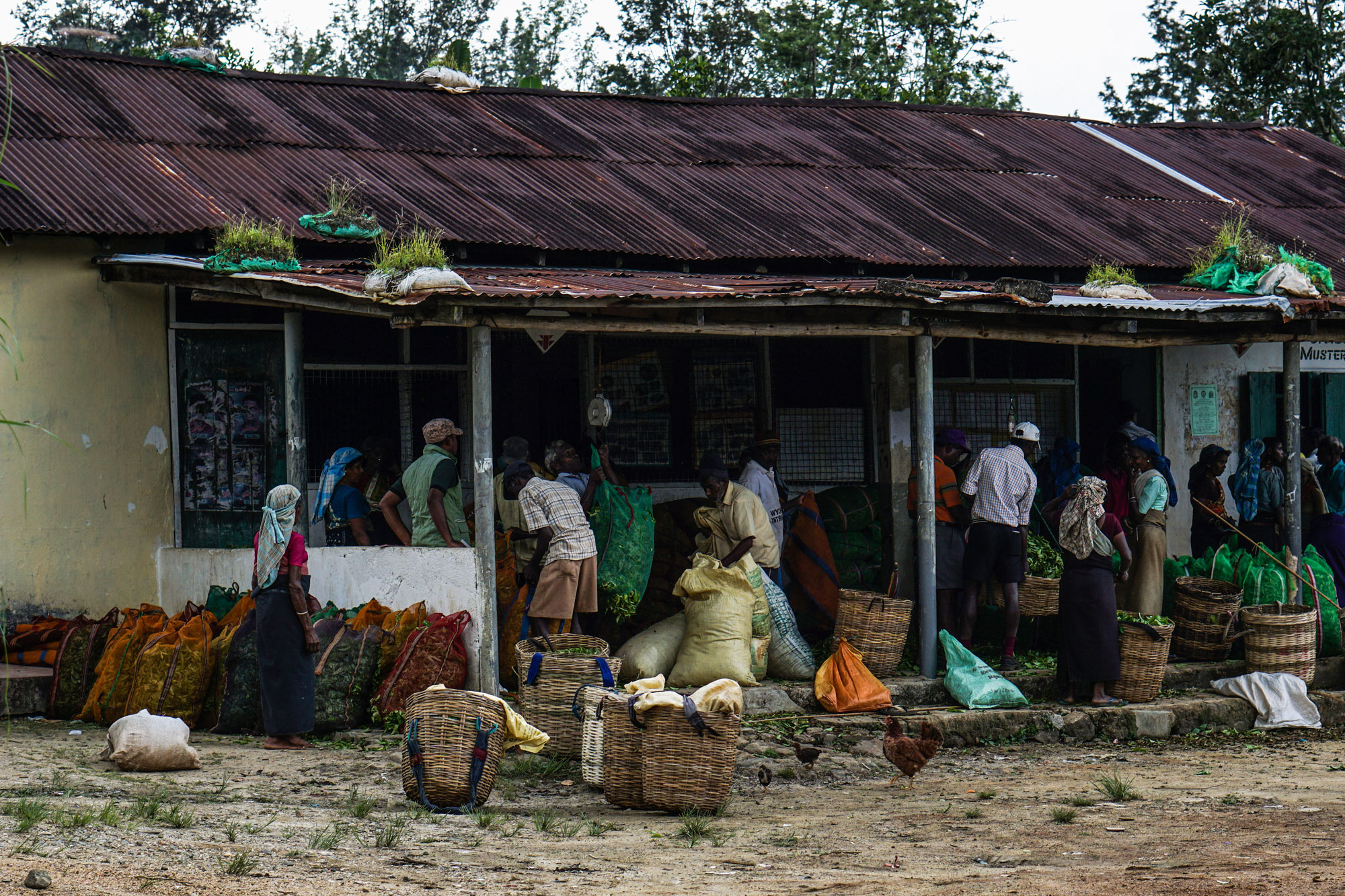 Tracing the origins of the world’s most popular beverage.[Sorin Furcoi/Al Jazeera]