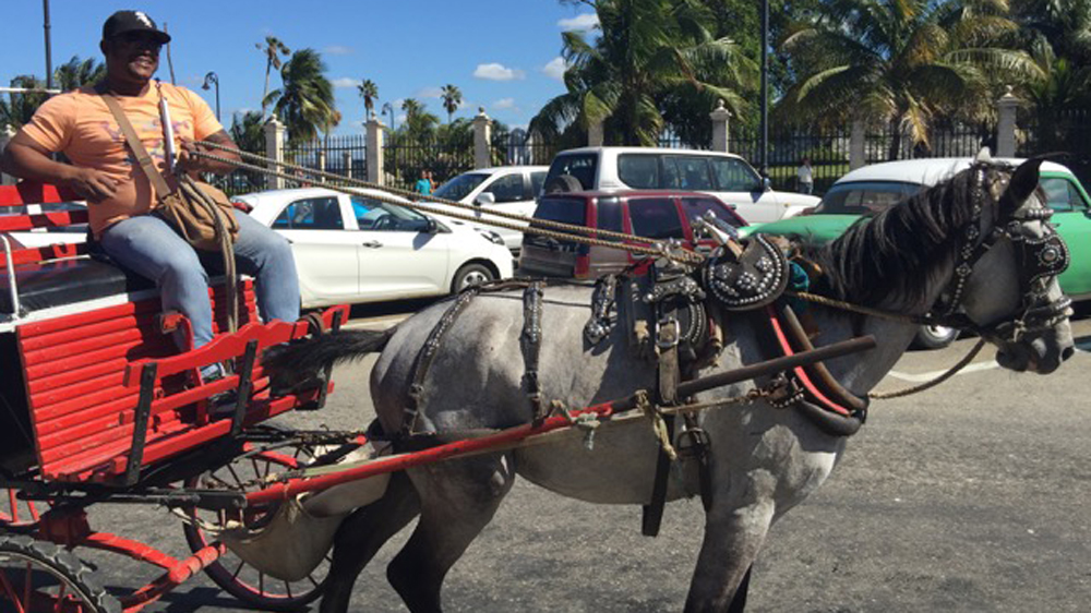 
Richard Soler and his horse Peter Pan spend their days giving tourists horse-drawn carriage rides through Old Havana [Natasha Ghoneim/Al Jazeera]
