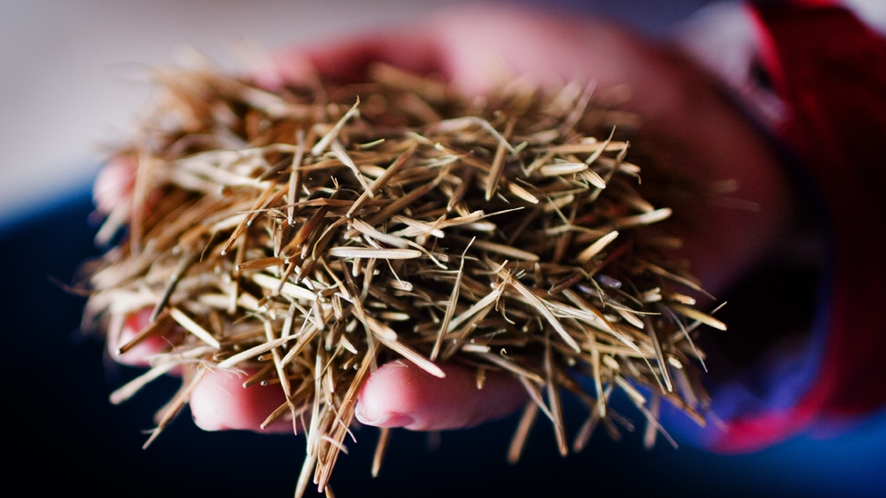 'Our people have been using the rice for thousands of years,' says Whetung [Ryan Edwardson/Al Jazeera] 