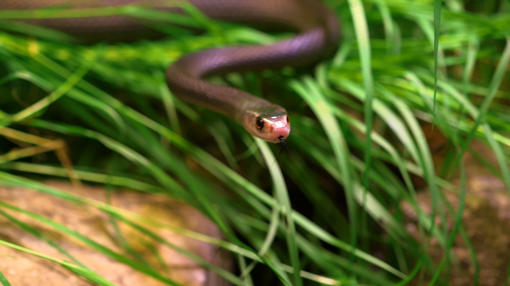 
The Papuan Taipan is one of the most dangerous snakes in the world. This species kills up to 1,000 people in PNG each year [101 East/Al Jazeeara] 