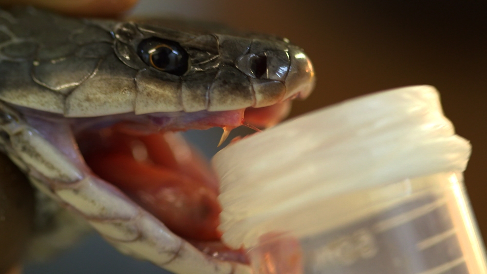 Williams keeps several dozen Taipans in captivity to extract venom, used to formulate the anti-venom treatment [101 East/Al Jazeera] 