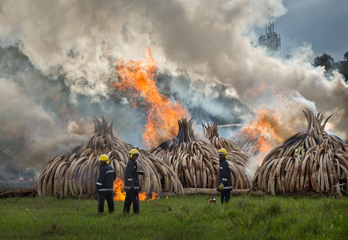 Kenya Ivory
