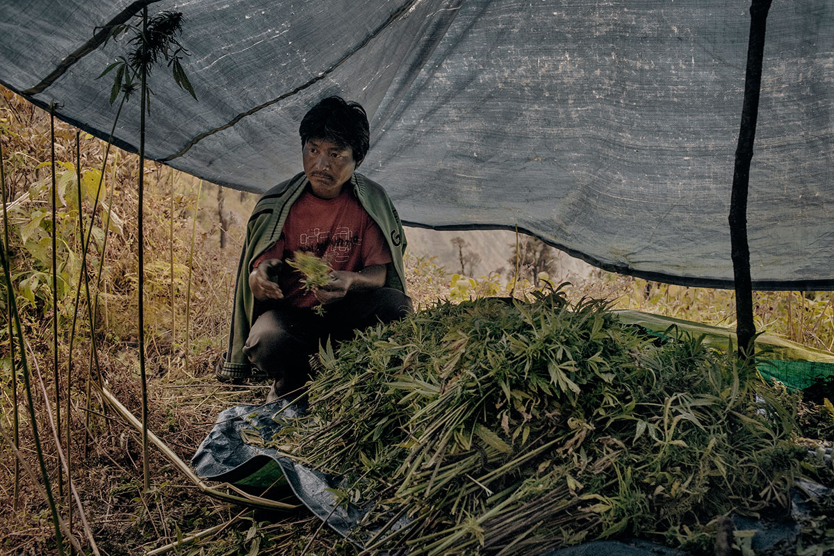 Indian cannabis farmers/ Please Do Not Use