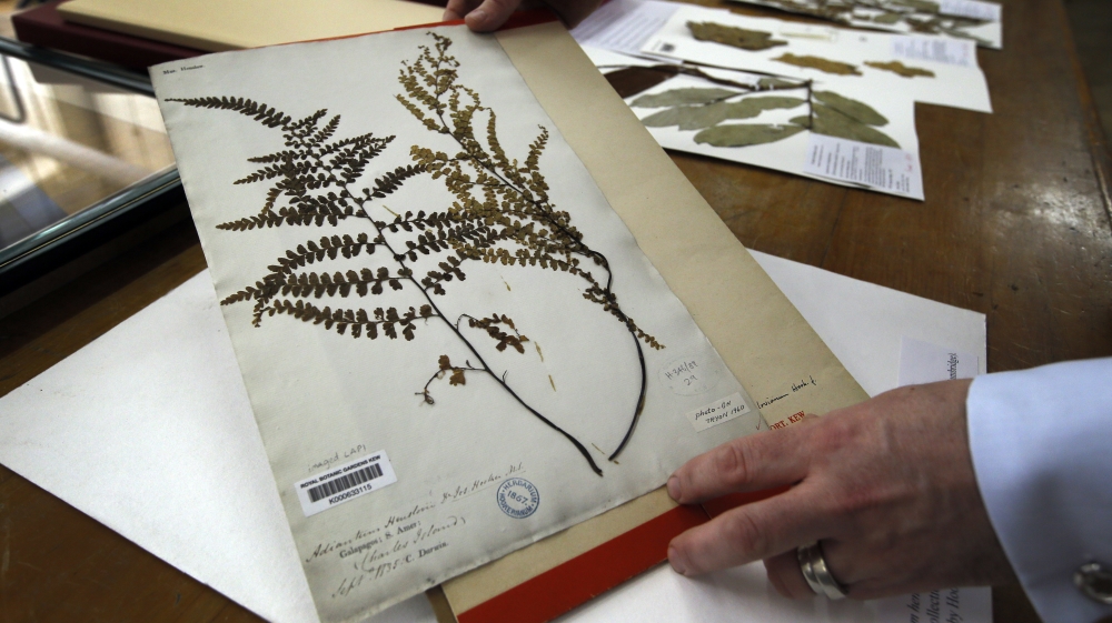 
Adiantum Henslovianum, part of Charles Darwin's collection from Galapagos in 1835, is displayed in the herbarium [Kirsty Wigglesworth/AP]
