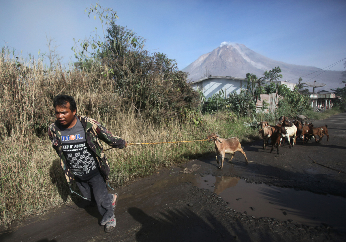 A villager leads his goats as he evacuates his home following the eruption of Mount Sinabung in Gamber village, North Sumatra, Indonesia, Sunday, May 22, 2016.
