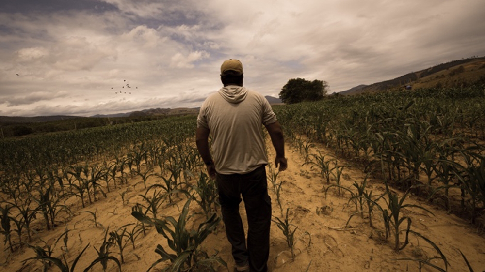 Crops along the river are dependent on irrigation, but the river that farmers had been using to water the plants is now contaminated with mining waste [Fabio Nascimento/Al Jazeera] 