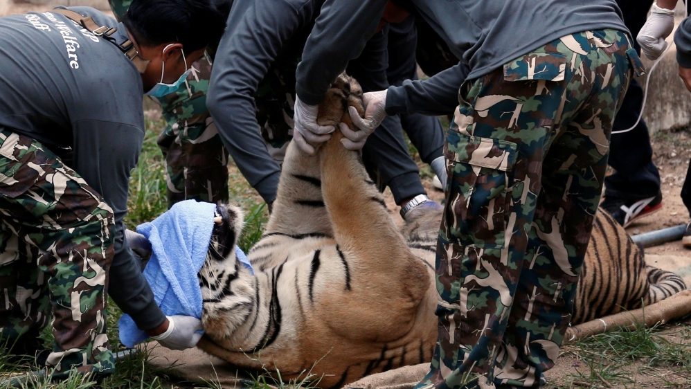 A sedated tiger is stretchered as officials start moving tigers from Thailand''s controversial Tiger Temple in Kanchanaburi province