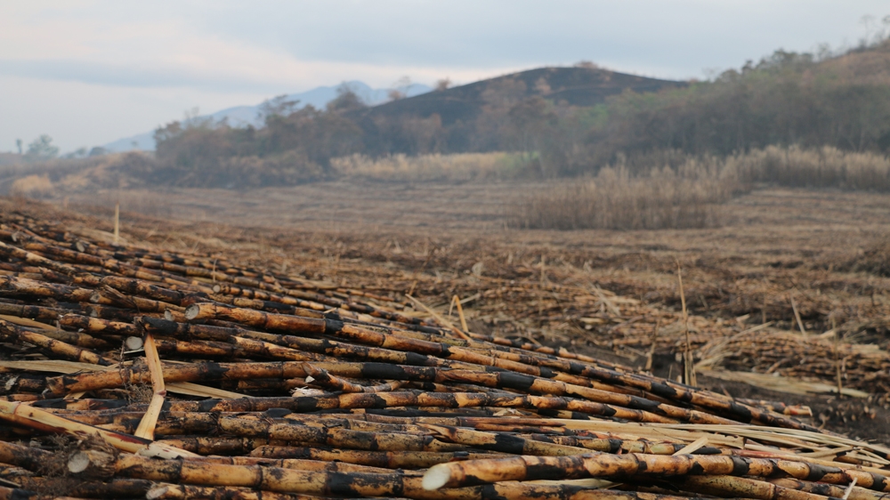 Sugarcane, which is burned before it is cut, lies at a field in Los Almendros [Arwa Aburawa/Al Jazeera]